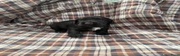 Cocker Spaniel dogs for sale: 2 male black cocker spaniels  - Advert 6
