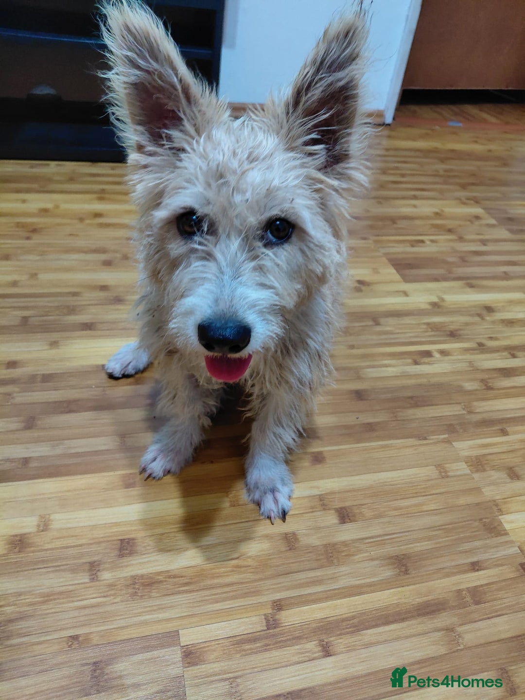 Mixed Breed dogs for adoption: A Gentle & Beautiful Girl - for a Loving Home - Image 29