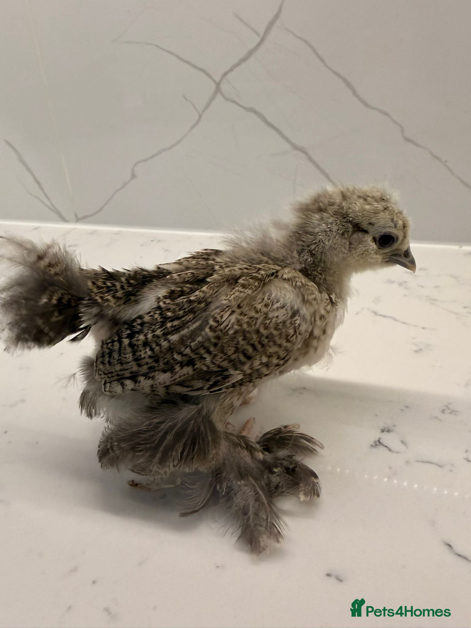 Chickens poultry silkie,brahma ,pekin bantam 6 weeks old  - Advert 3