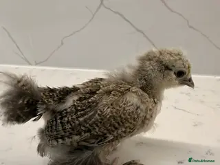 Chickens poultry silkie,brahma ,pekin bantam 6 weeks old - Advert 5