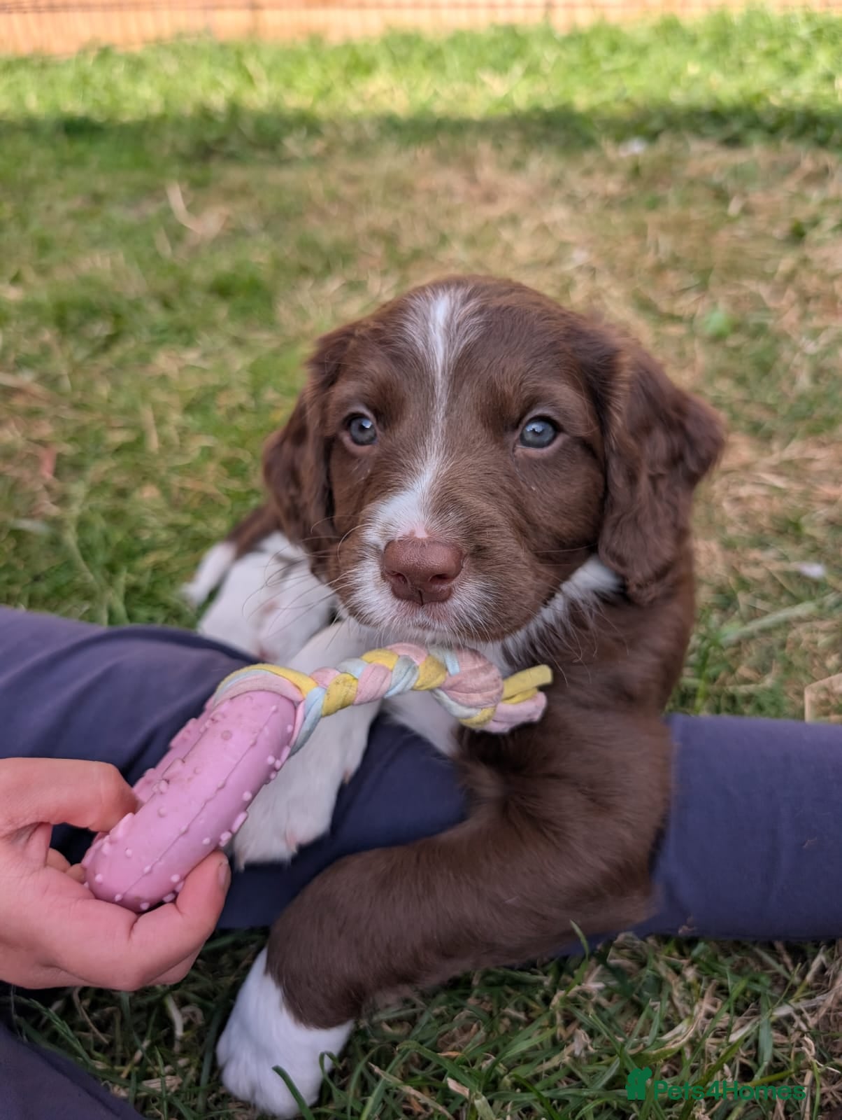 Mixed Breed dogs Bordoodle X Springer Spaniel (ready 25th June)  - Advert 4