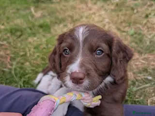 Mixed Breed dogs Bordoodle X Springer Spaniel (ready 25th June) - Advert 4