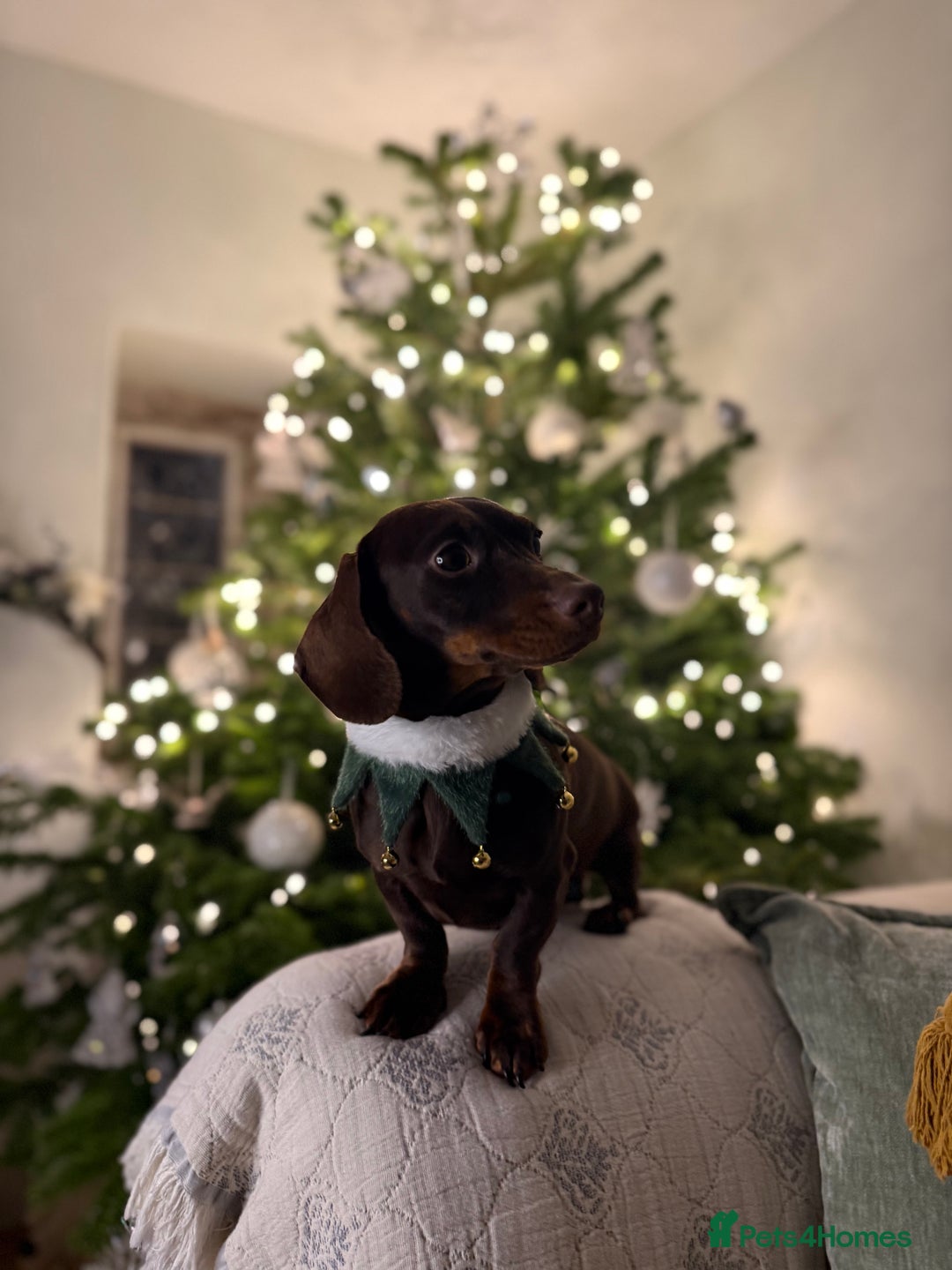 Miniature Dachshund dogs for stud: Kc Miniature Dachshund for stud  - Advert 3