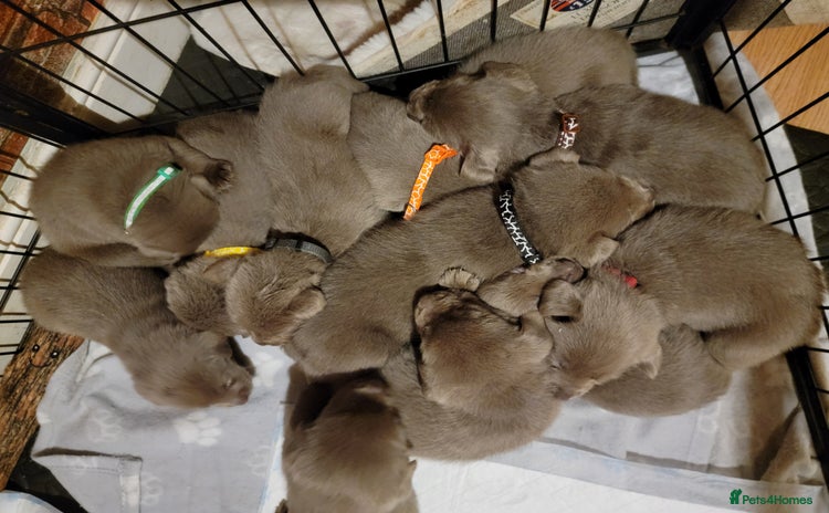 Labrador Retriever dogs - Advert 6