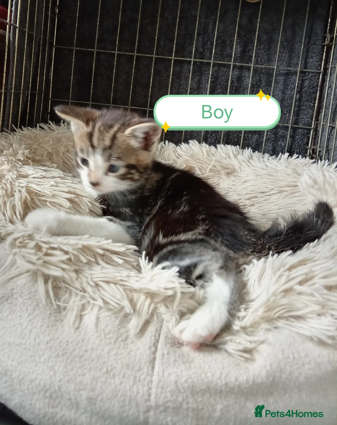 Mixed Breed cats for sale: Kittens adorable  - Advert 2