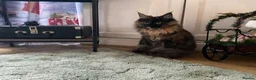 Maine Coon cats for sale: 🐾 Beautiful Maine Coon Tortie Female  - Advert 11