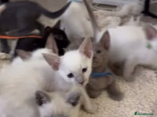 Oriental cats Oriental kittens - Advert 3