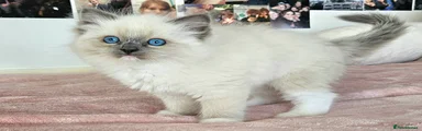Ragdoll Kitten 2