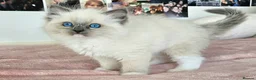 Ragdoll cats for sale: Stunning Ragdoll kittens  - Advert 14