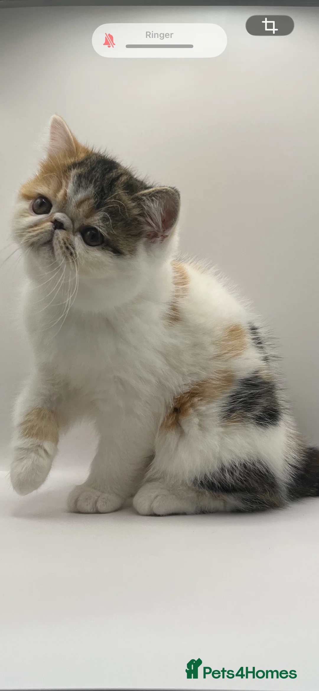 Exotic cats for sale: Exotic kittens  - Advert 18