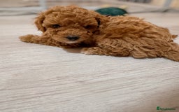 Cavapoochon dogs for sale: Premium Quality Teddy Toy Cavapoochons F1B - Advert 15