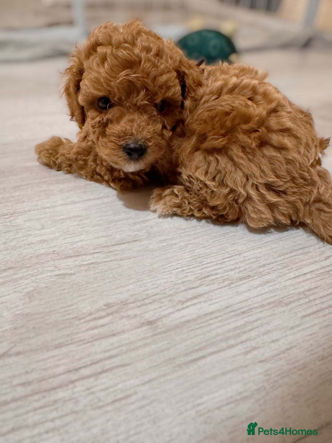 Cavapoochon dogs for sale: Premium Quality Teddy Toy Cavapoochons F1B - Advert 15