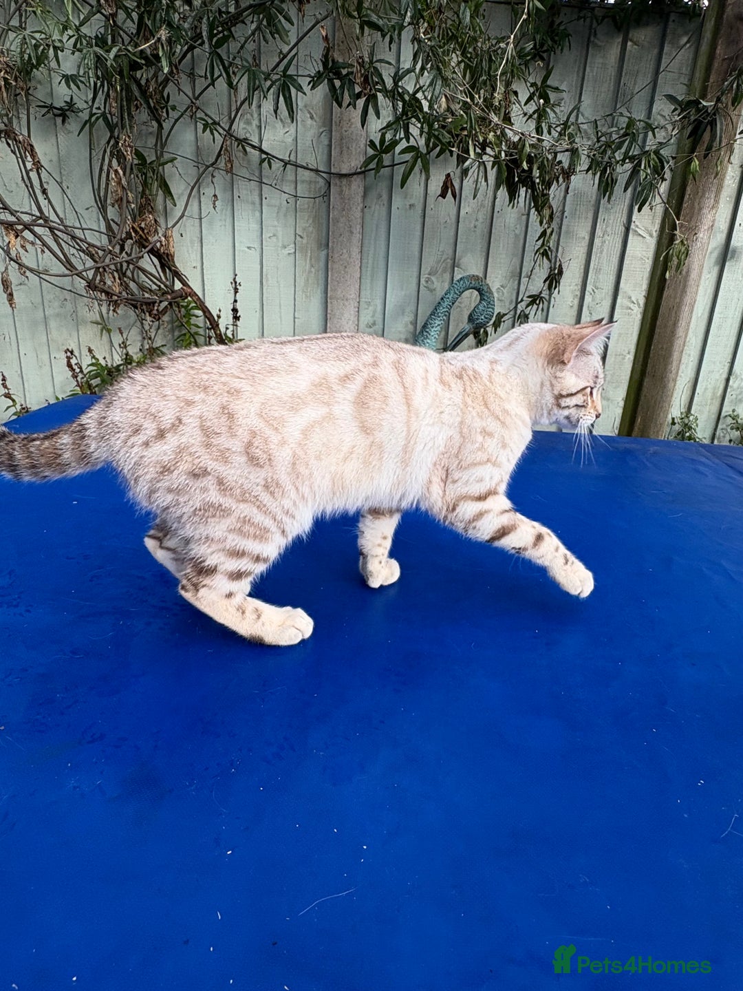 Keetso cats for sale: Superb polydactyl rosetted girl  - Advert 16