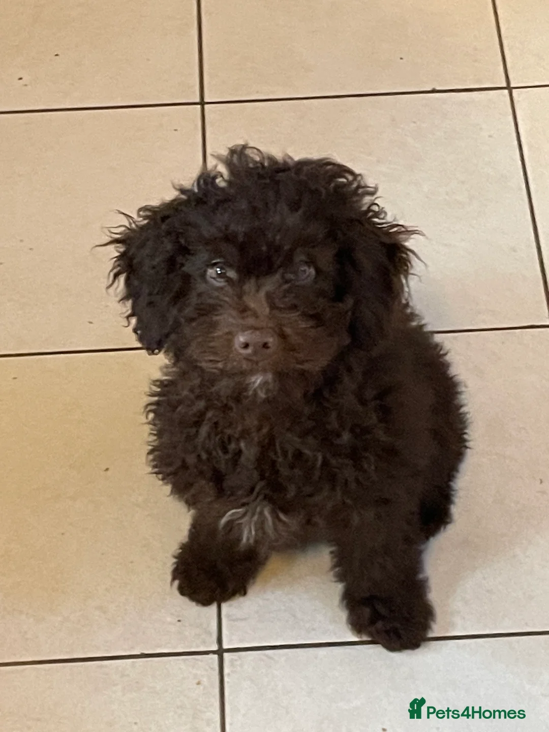 Miniature Poodle dogs for sale: Adorable Miniature Poodle puppies  - Advert 7