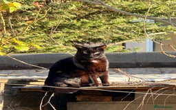 Bombay cats for sale: Paris the Bombay 🖤 - Image 9