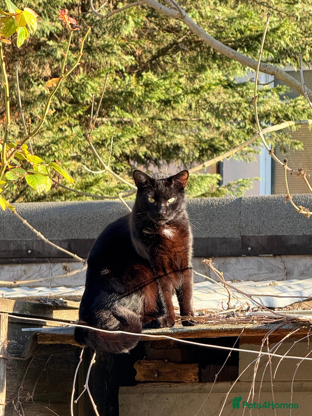Bombay cats for sale: Paris the Bombay 🖤 - Image 9