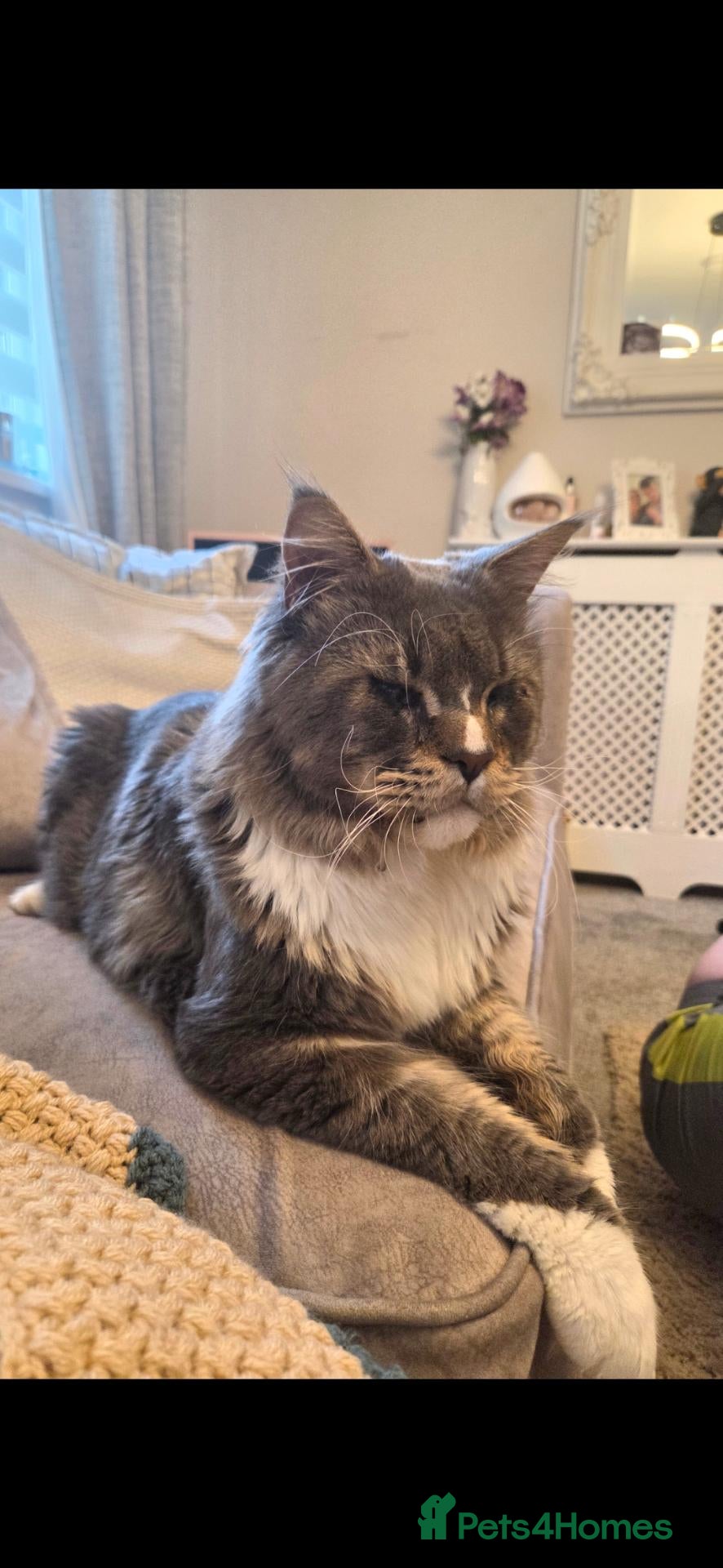 Maine Coon cats for sale: 3 year old GCCF registered maine coon - Advert 4