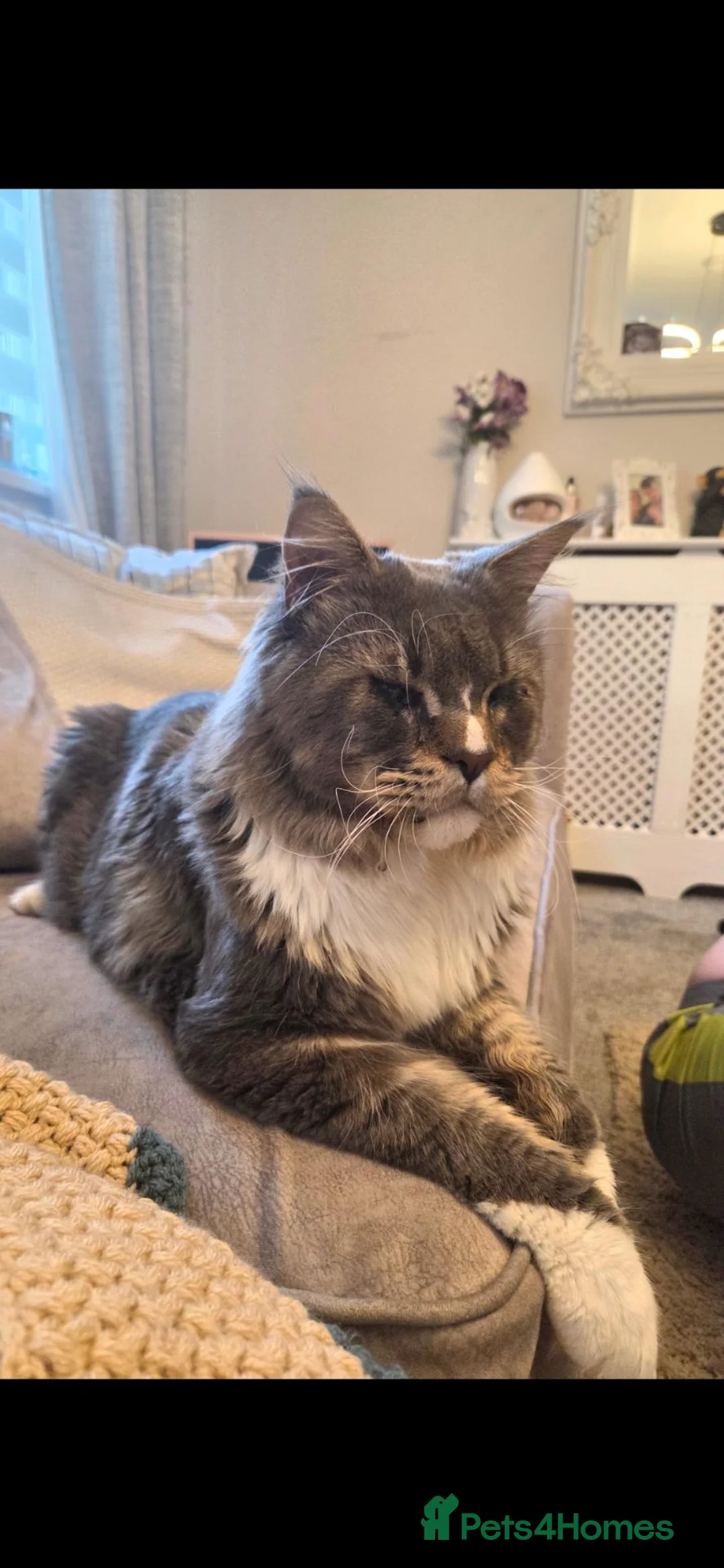 Maine Coon cats for sale: 3 year old GCCF registered maine coon - Advert 1