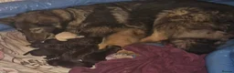 German Shepherd dogs for sale: German shepherd pups - Advert 9