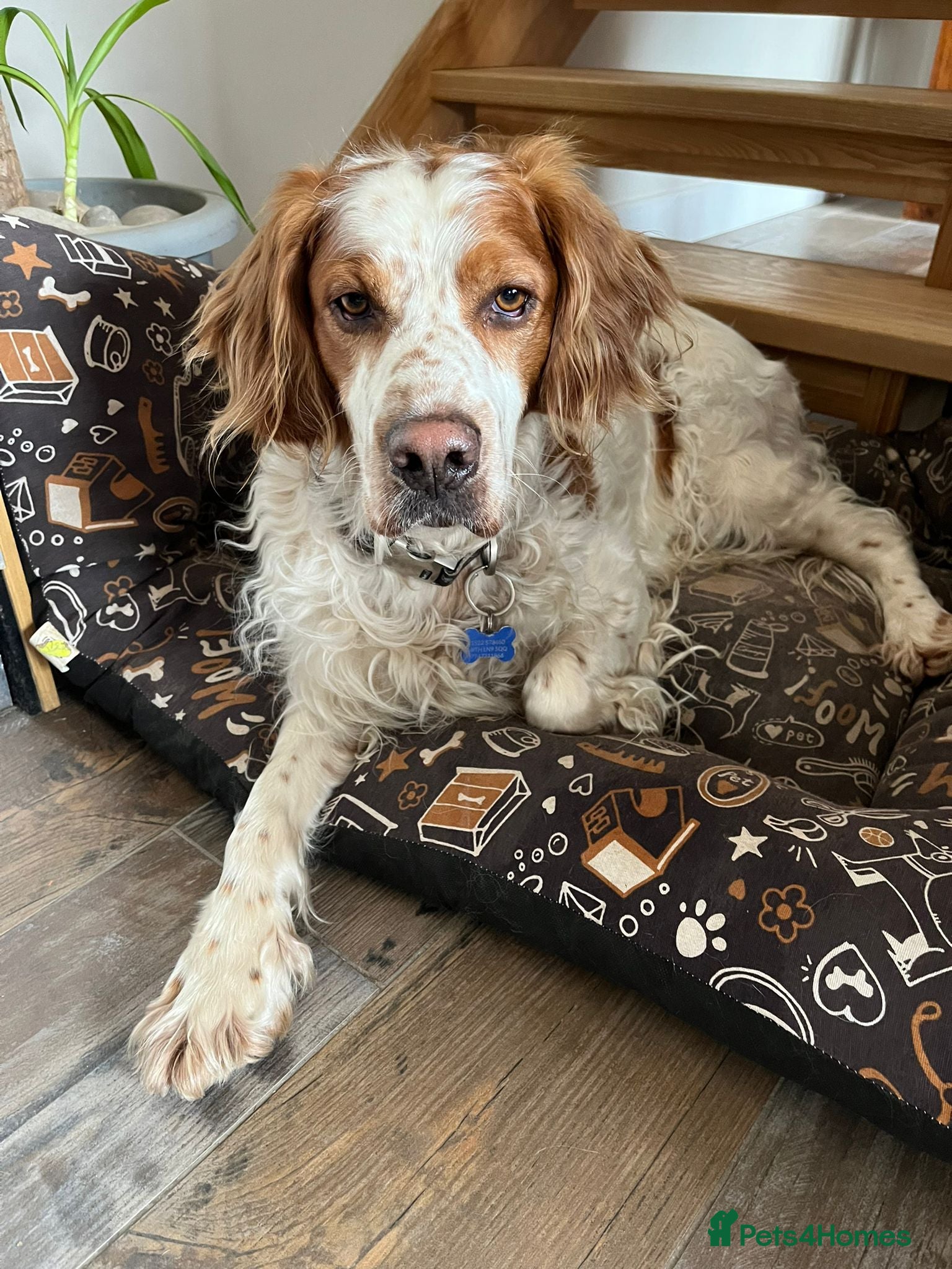 Brittany Spaniel dogs Ronnie, 3-year old Brittany male - Advert 1