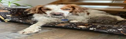 Brittany Spaniel dogs for adoption: Ronnie, 3-year old Brittany male - Advert 6