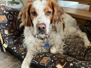 Brittany Spaniel dogs Ronnie, 3-year old Brittany male - Advert 1