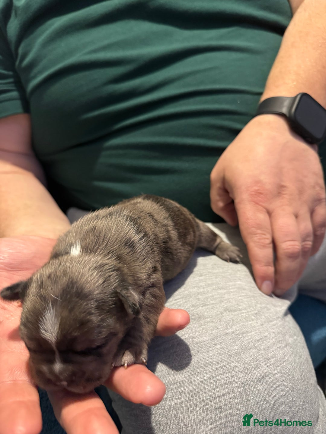 French Bulldog dogs for sale: French bulldog  - Image 5