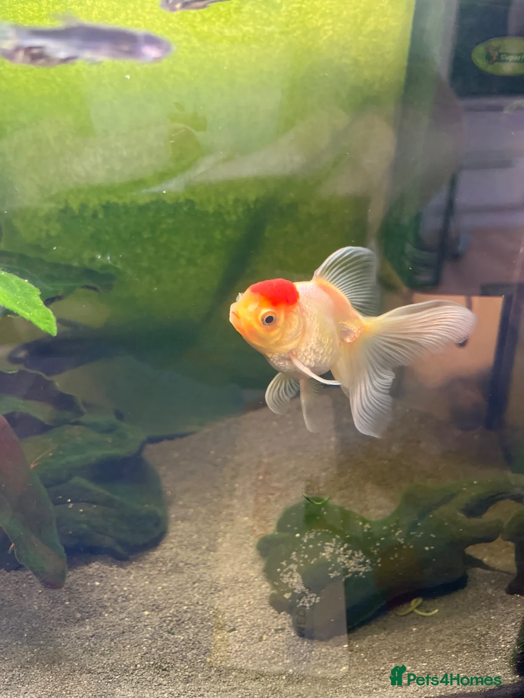 Fancy Goldfish fish for sale: Free goldfish and danios - Advert 3