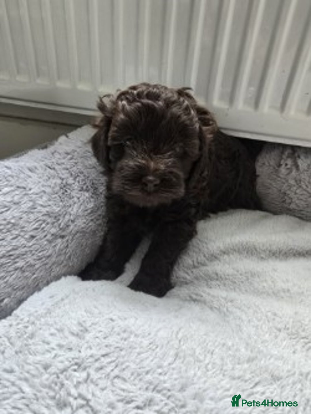 Shihpoo dogs for sale: 🐾 Adorable Shihpoo Puppies 🐾 - Image 8