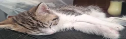 Domestic Shorthair cats for sale: Gorgeous Tabby & White Kittens – Ready Now! - Advert 6