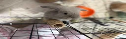 Mixed Breed rabbits for sale: Two Stunning little bunnies - Advert 6