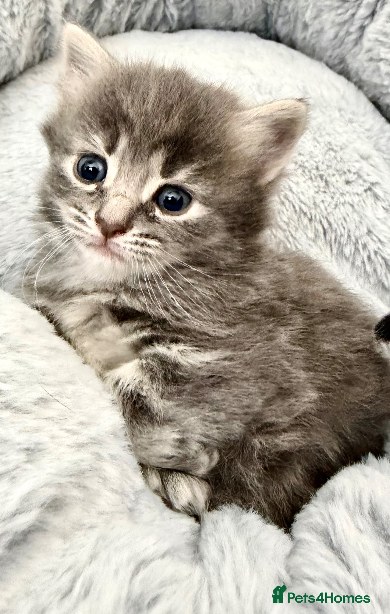 Mixed Breed cats for sale: Gorgeous, lovely Tabby kittens looking for home💕 - Advert 24