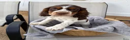 Cocker Spaniel dogs for sale: Cocker spaniel puppy  - Advert 6