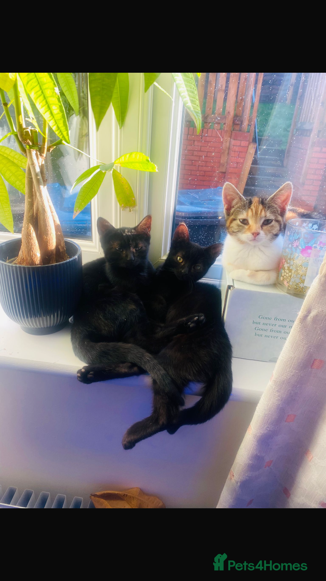 Domestic Shorthair cats for sale: 3 gorgeous kittens looking for their forever home. - Advert 4