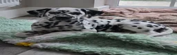 Dalmatian dogs for sale: 🤍🖤1 Boy left. READY NOW 🤍🖤 - Advert 3