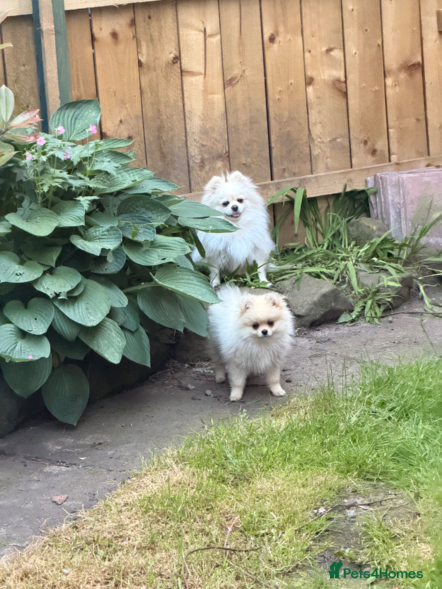 Pomeranian dogs ✨Exceptional Pomeranian Puppy -Ready Now✨ - Advert 5
