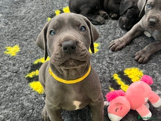 Great Dane dogs - Advert 1