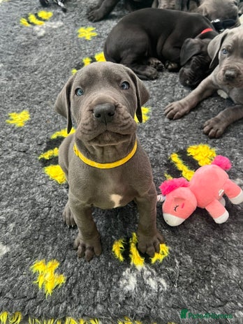 Great Dane dogs - Advert 1