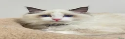 Ragdoll cats for sale: TICA Reg Ragdoll Kittens from Show-Winning Lines - Advert 18
