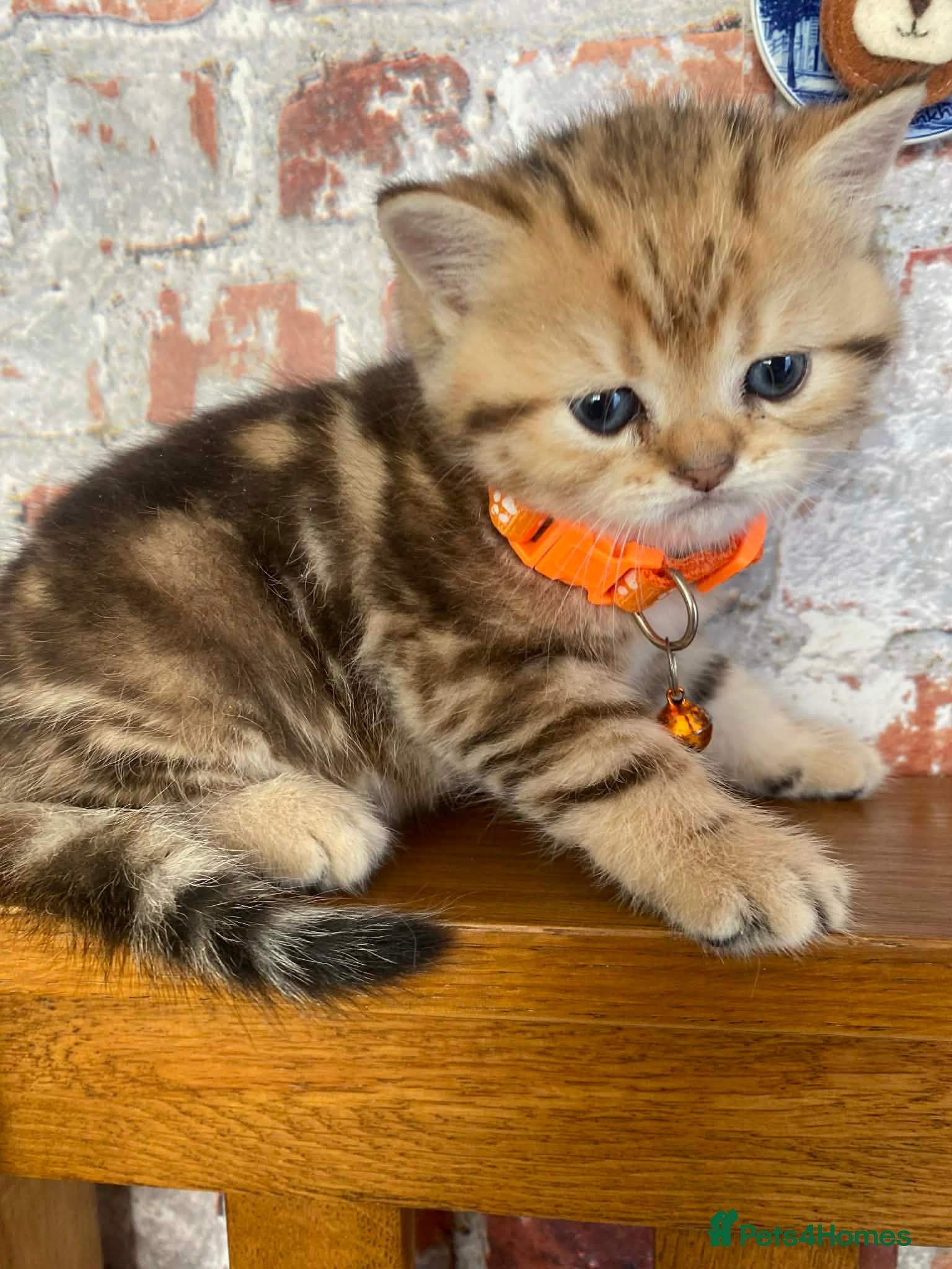 British Shorthair cats British shorthair kittens  - Advert 4