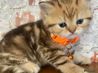 British Shorthair cats British shorthair kittens - Advert 4