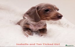 Miniature Dachshund dogs for sale: 5* Licensed, PRA CLEAR KC Mini Daxi's - Image 1