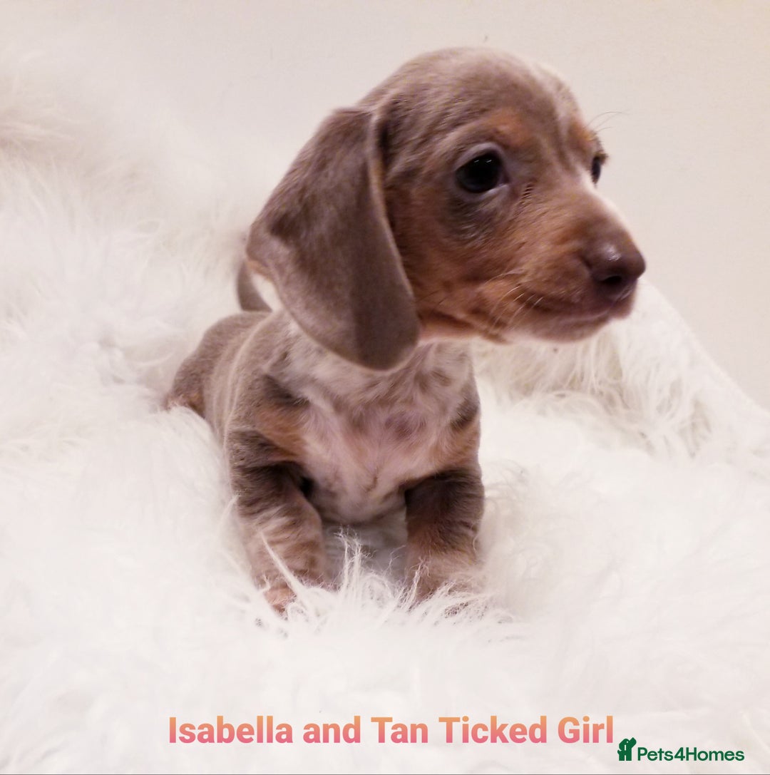 Miniature Dachshund dogs for sale: 5* Licensed, PRA CLEAR KC Mini Daxi's - Image 1