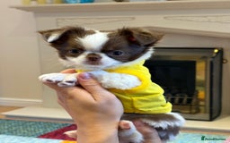 Chihuahua dogs for sale: Long haired Russian Chihuahua - Image 3