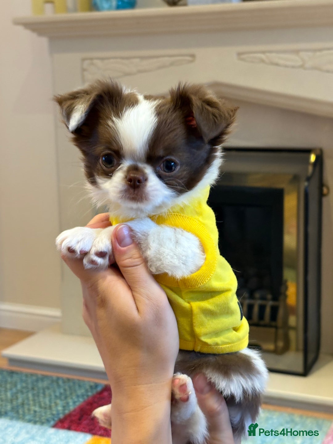 Chihuahua dogs for sale: Long haired Russian Chihuahua - Image 3