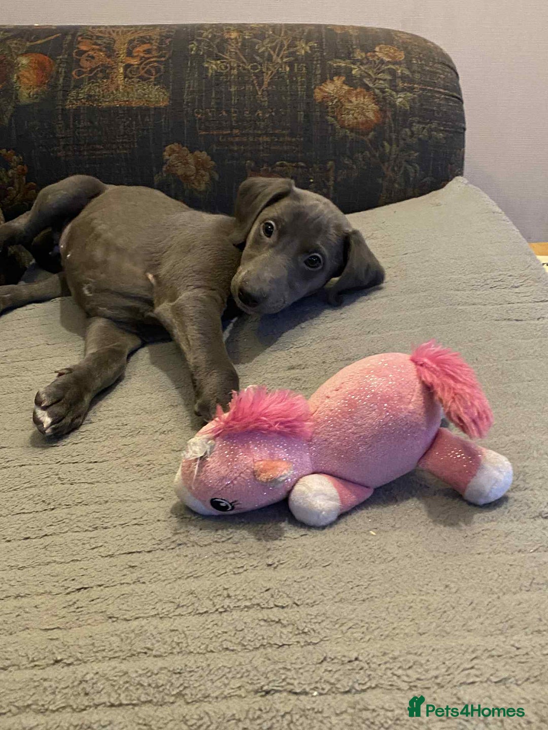 Mixed Breed dogs for sale: Beautiful Saluki x Whippet puppies - Advert 11