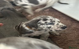 Great Dane dogs for sale: KC registered blue Great Dane puppies - Image 27