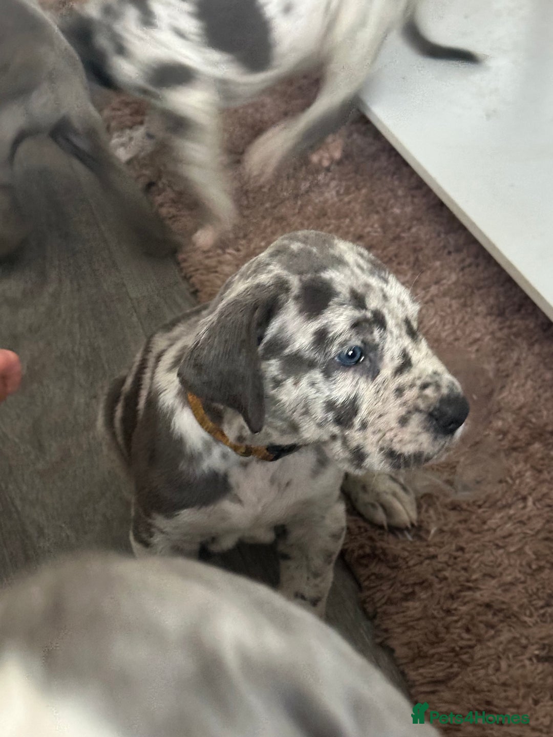 Great Dane dogs for sale: KC registered blue Great Dane puppies - Image 27
