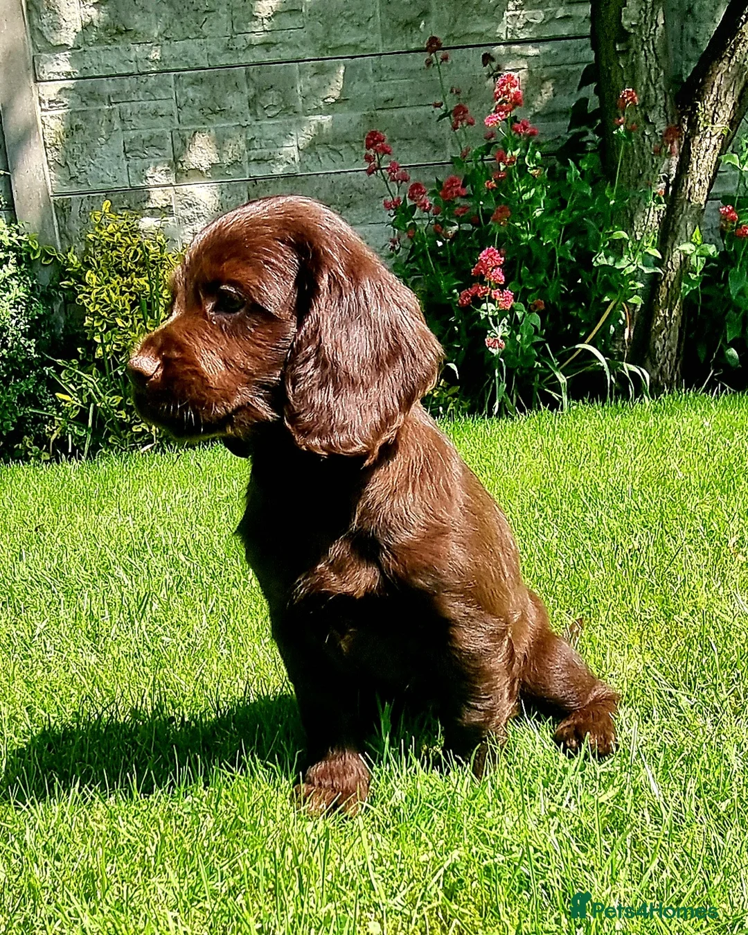 Sprocker dogs for sale: F1 Sprocker Spaniel  - Advert 10