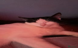 Domestic Shorthair cats for sale: Domestic shorthair 1 Year old female cat🐈🤍  - Image 4